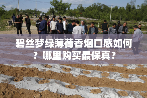 碧丝梦绿薄荷香烟口感如何？哪里购买最保真？